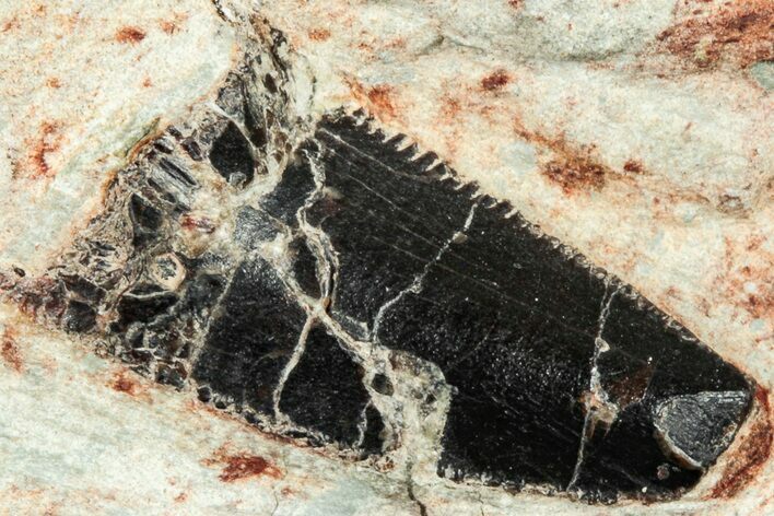 Serrated Abelisaurid Tooth In Situ - Dekkar Formation, Morocco #252295